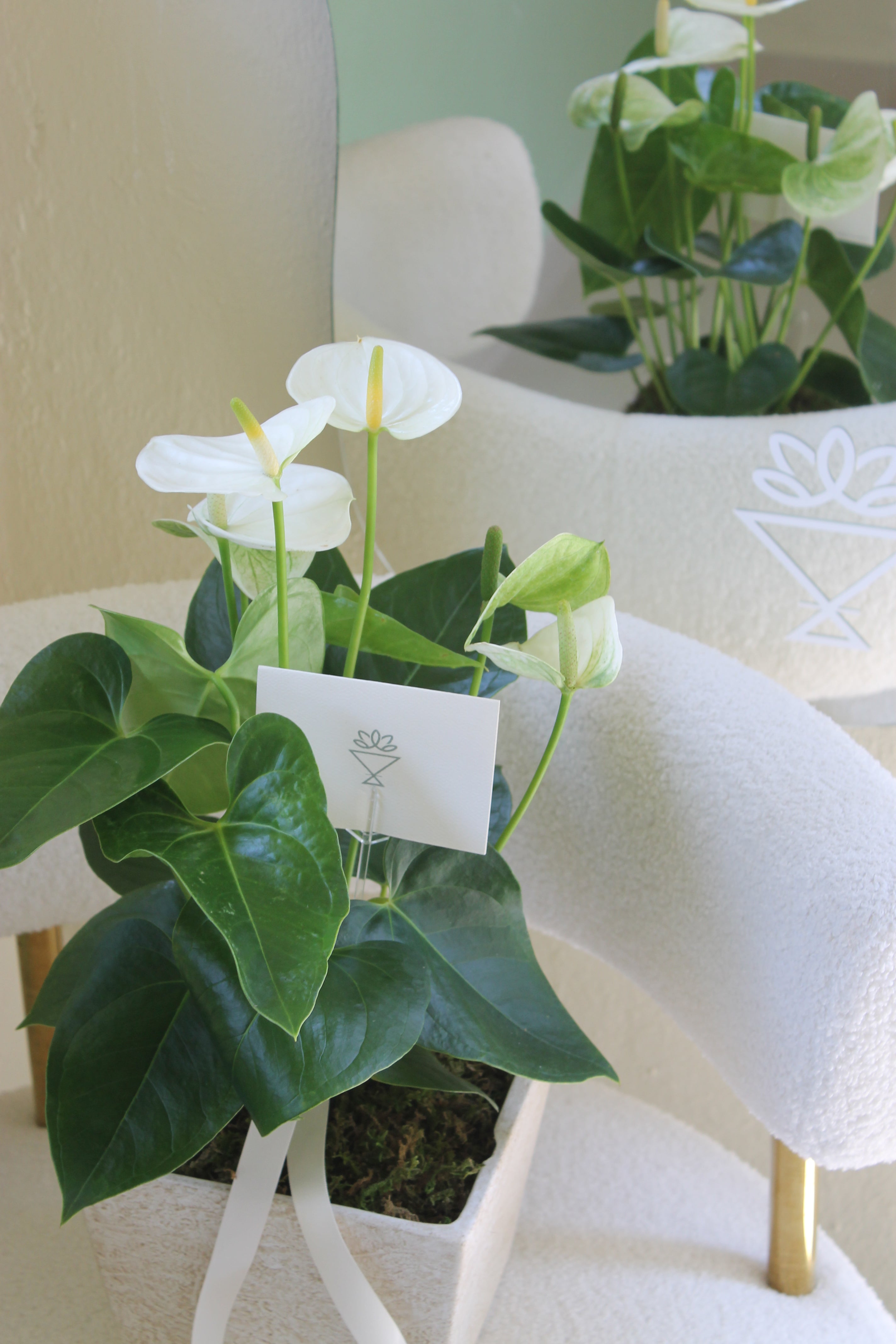 anthurium en maceta de cerámica Maceta anturio – Buket Flower Studio