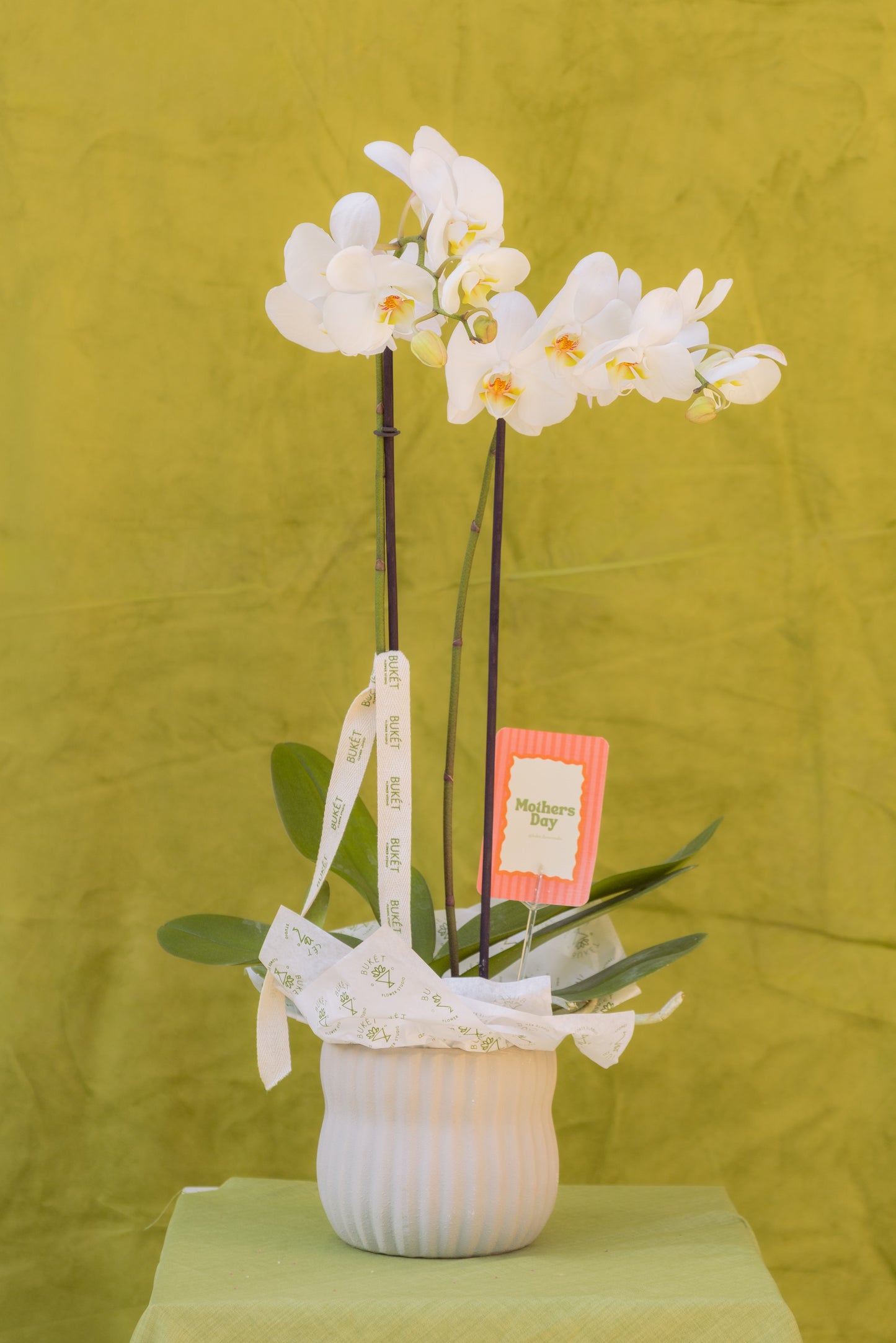 Classic Orchid