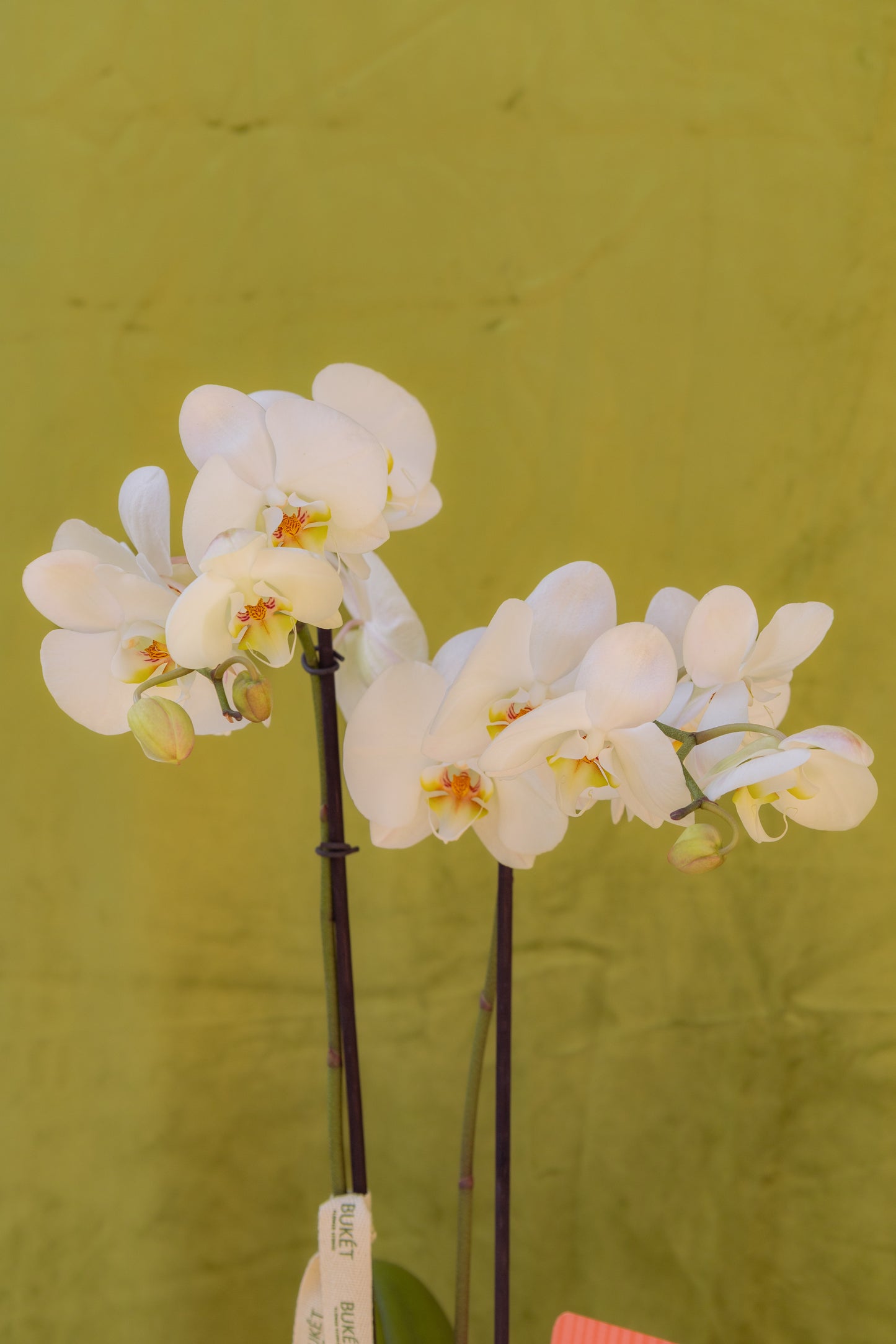 Classic Orchid